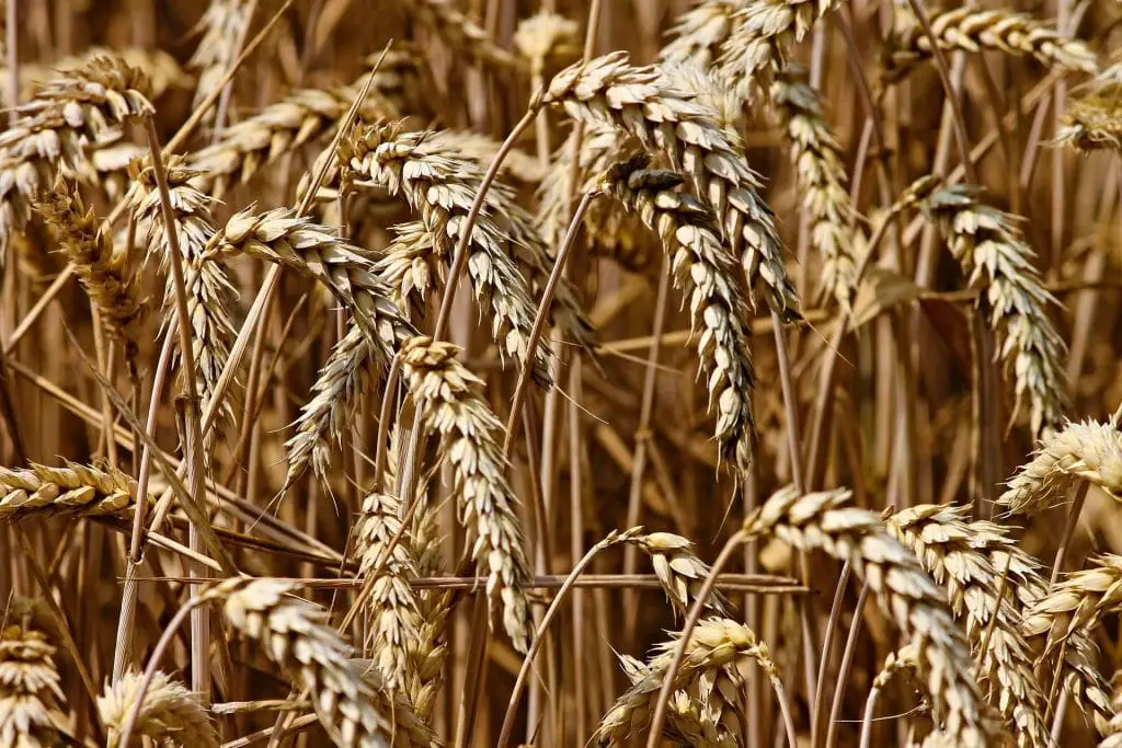 Rohstoff ETF: Dazu zählt auch Weizen