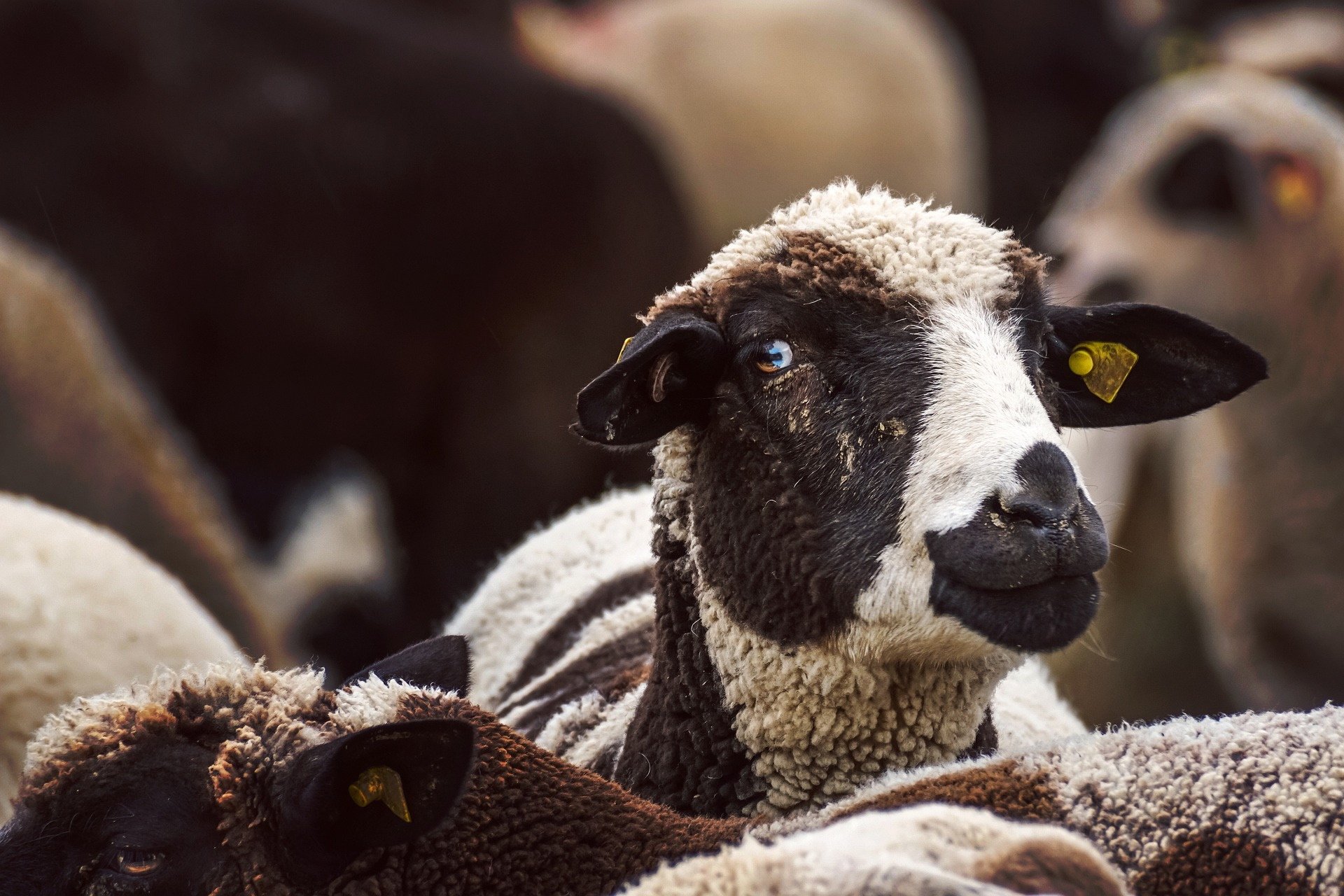 Anleger verhalten sich wie Schafe